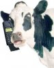 cowphone.jpg