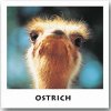 ostrich.jpg