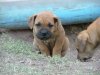 tuffa puppies 2.jpg