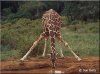 reticulated-giraffe.jpg